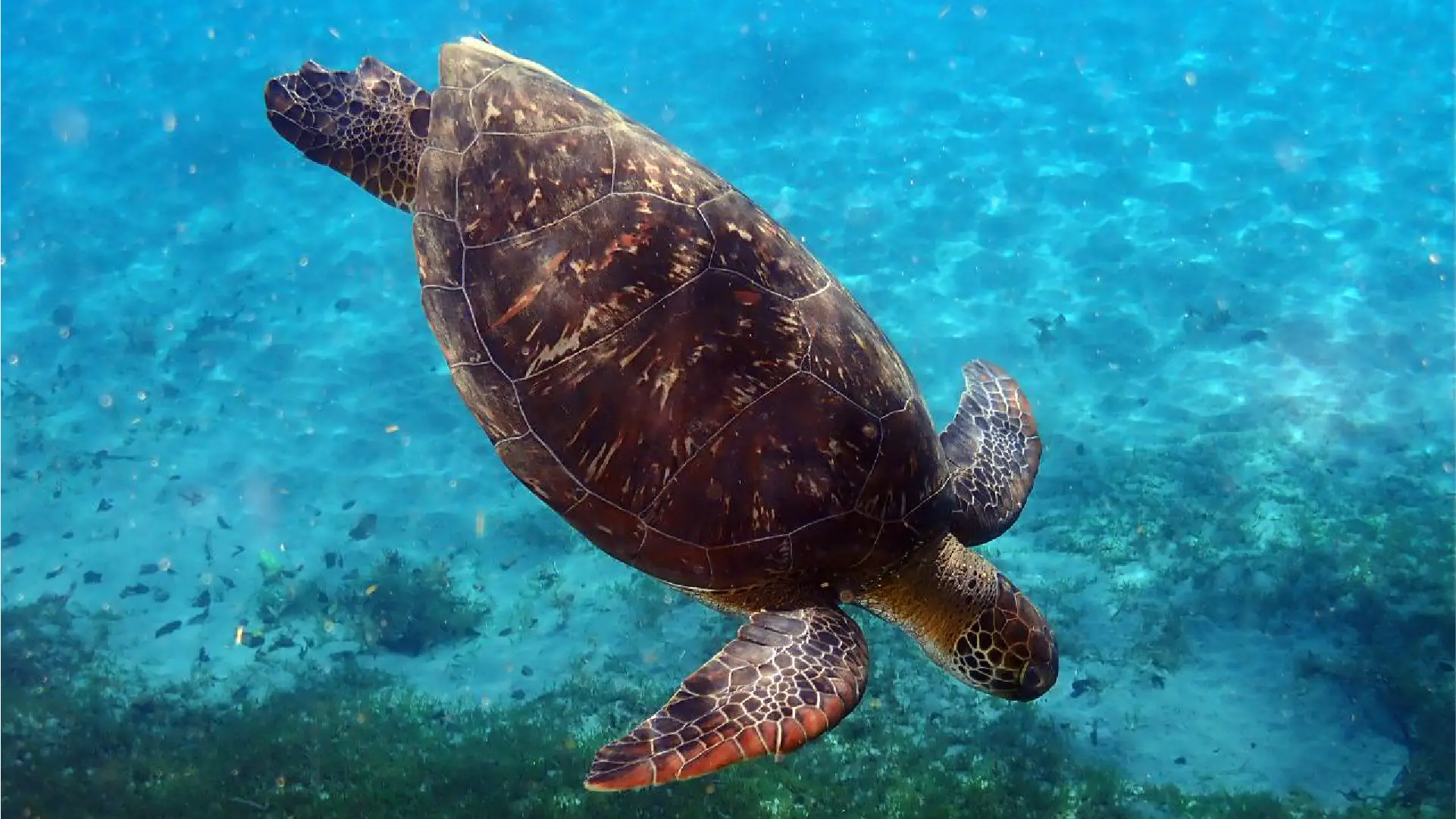 Tortue Anse Dufour
